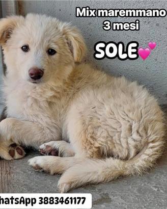 Cuccioli in adozione