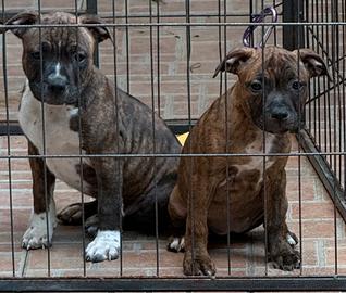 Staffordshire bull terrier cuccioli