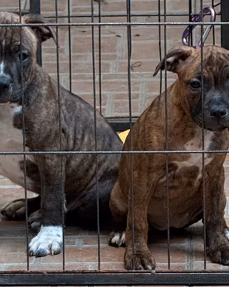 Staffordshire bull terrier cuccioli