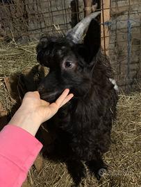 Becco o capretto razza vallesana