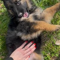 Femmina pastore tedesco a pelo lungo