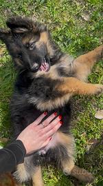 Femmina pastore tedesco a pelo lungo