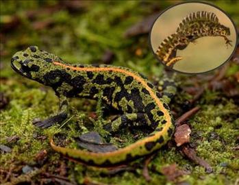 Triturus marmoratus