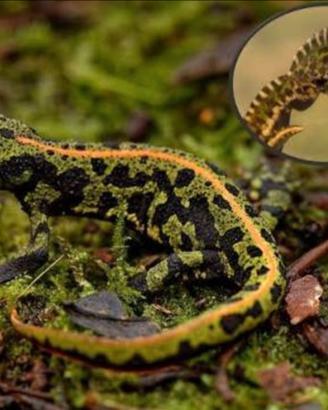 Triturus marmoratus