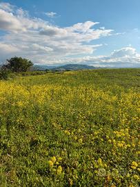 terreno agricolo 