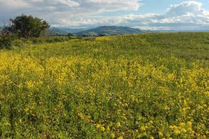terreno agricolo 