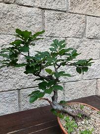bonsai faggio yamadori