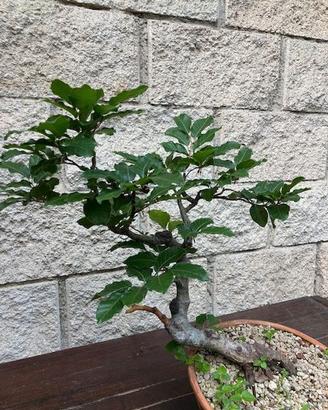 bonsai faggio yamadori