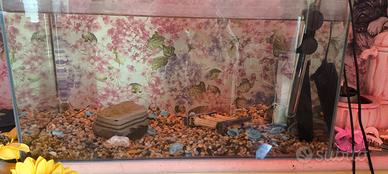 Acquario con 2 pesci tropicali