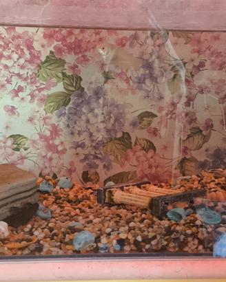 Acquario con 2 pesci tropicali