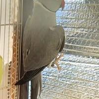 Parrocchetto del collare