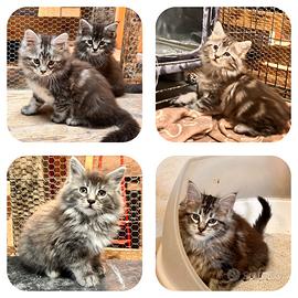 Cuccioli di Maine coon