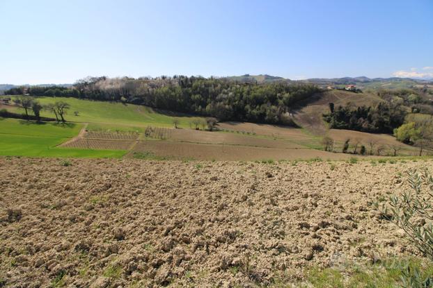 Terreno agricolo - Montottone