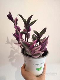 Pianta in vaso di Tradescantia 