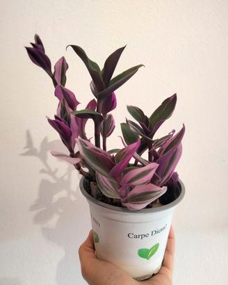 Pianta in vaso di Tradescantia 