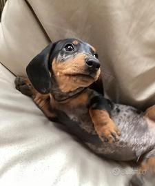 Cuccioli di bassotti merle maschi femmine