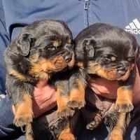 Rottweiler cuccioli 30 giorni