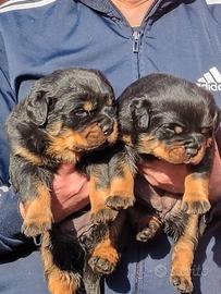Rottweiler cuccioli 30 giorni