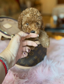 Barboncino maschio Toy 2 mesi