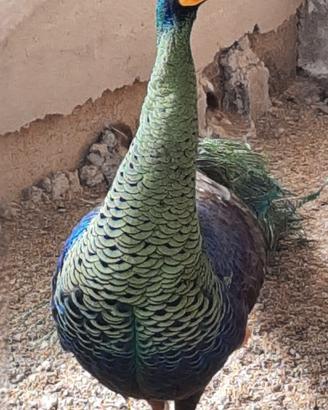 Coppia di pavone Speciferi