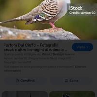 Tortore Ciuffate Australiane