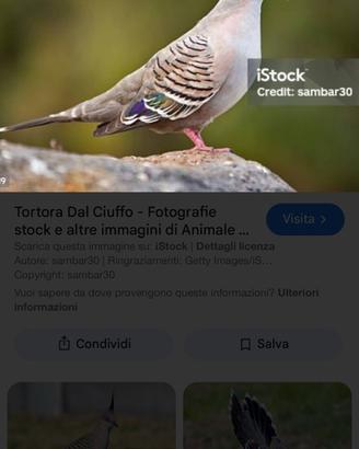 Tortore Ciuffate Australiane