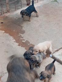 CUCCIOLI DI 30 GIORNI SEGUGIO MAREMMANO 