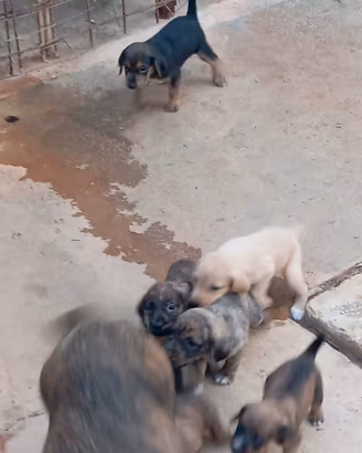 CUCCIOLI DI 30 GIORNI SEGUGIO MAREMMANO 