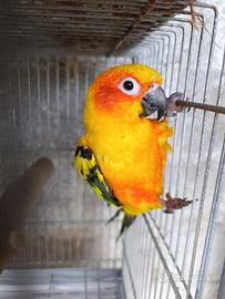 Conuro del sole maschio