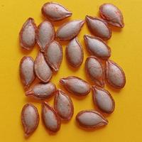 Semi selezionati di Zucca Violina. 20 pz