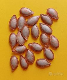 Semi selezionati di Zucca Violina. 20 pz