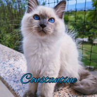 Gattino Siberiano Purissimo con Pedigree