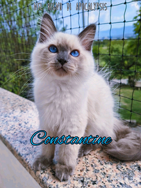 Gattino Siberiano Purissimo con Pedigree