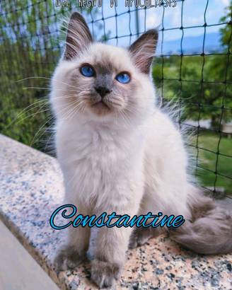Gattino Siberiano Purissimo con Pedigree
