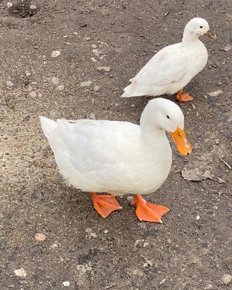 Anatra bianca
