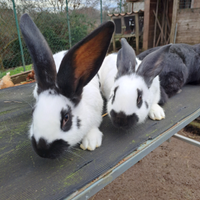 Conigli giganti pezzati papillon