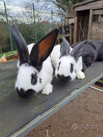 Conigli giganti pezzati papillon