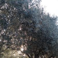 Oliveto piante secolari