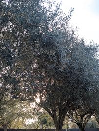 Oliveto piante secolari