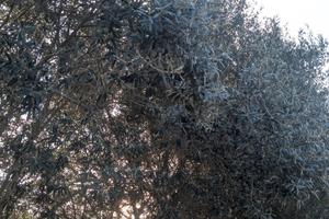 Oliveto piante secolari