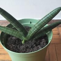 Sansevieria cylindrica 'Boncel', cilindrica 