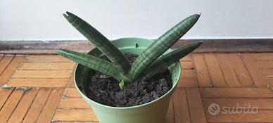 Sansevieria cylindrica 'Boncel', cilindrica 