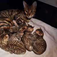 Gattini Razza TOYGER