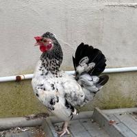 Gallo razza Nana splash