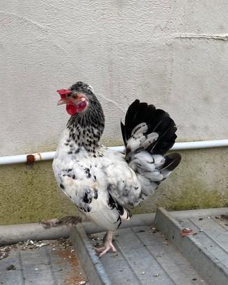 Gallo razza Nana splash