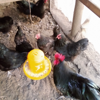 Polli, galline e pulcini adulti autralop e brama
