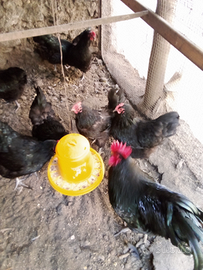 Polli, galline e pulcini adulti autralop e brama