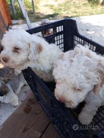 Cuccioli 90 giorni lagotto