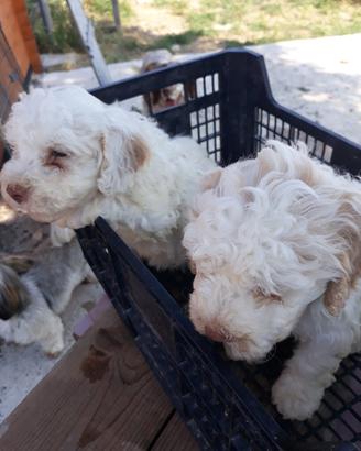 Cuccioli 90 giorni lagotto