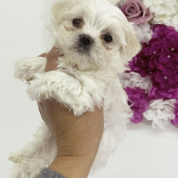 Maltese coreano mini toy